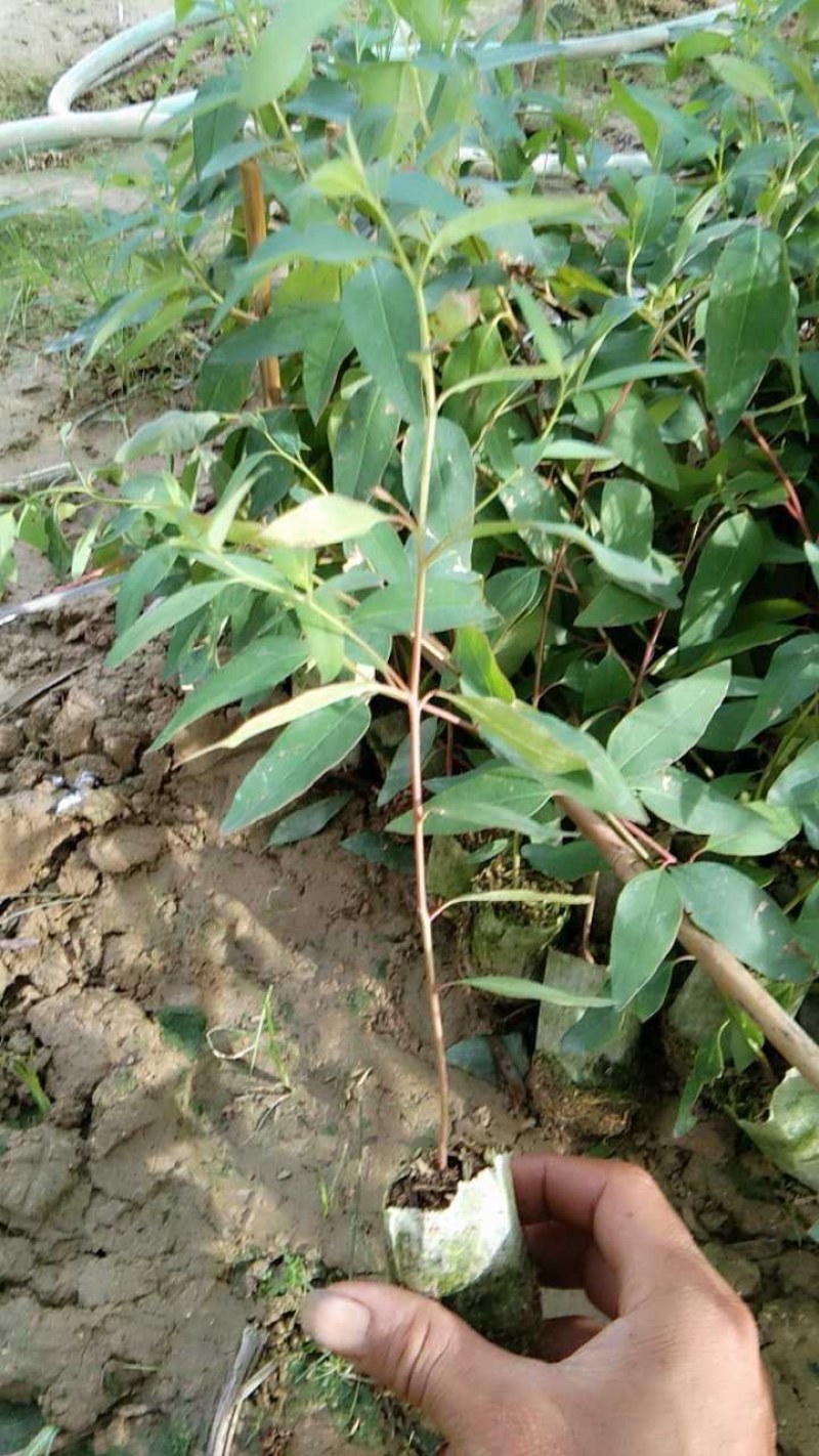 大量29。K3桉树苗出售