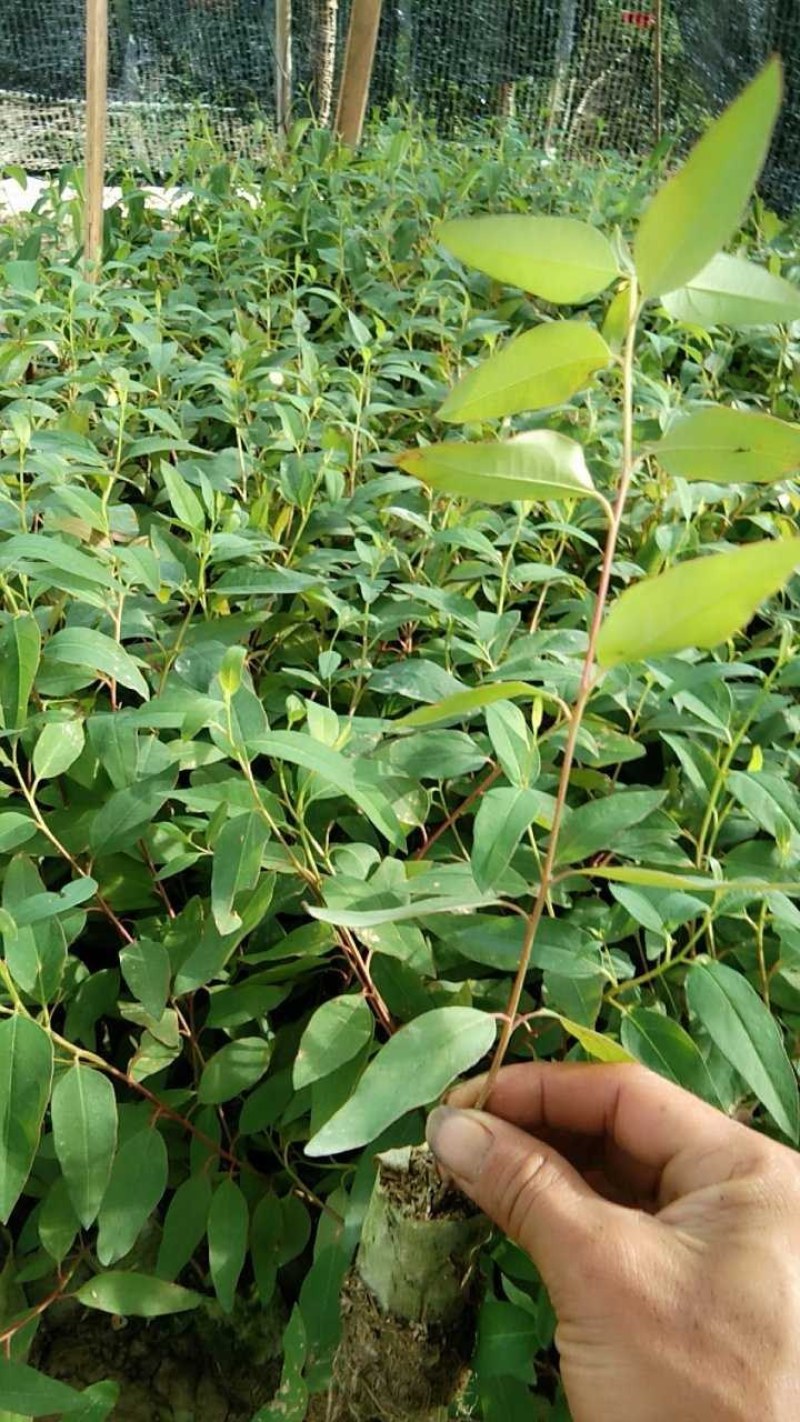 大量29。K3桉树苗出售