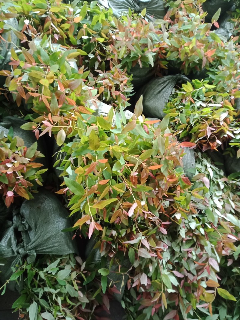 大量29。K3桉树苗出售