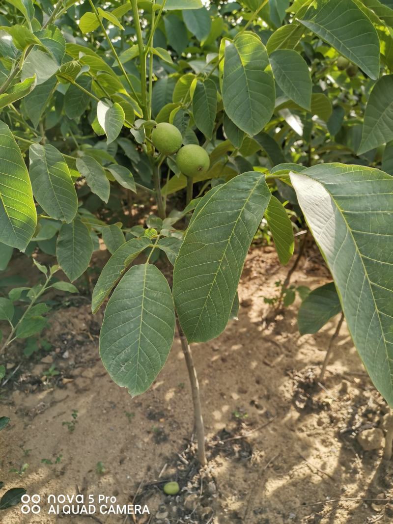 香玲核桃苗品种纯正免费提供技术