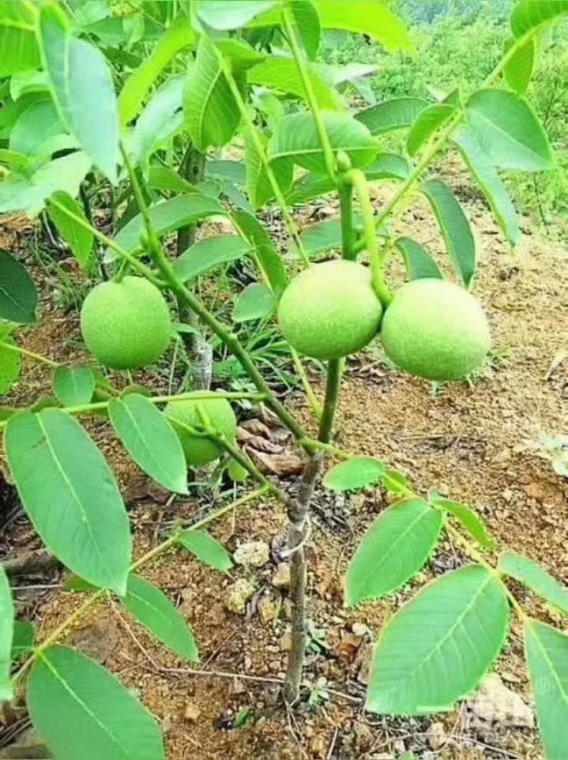 香玲核桃苗品种纯正免费提供技术