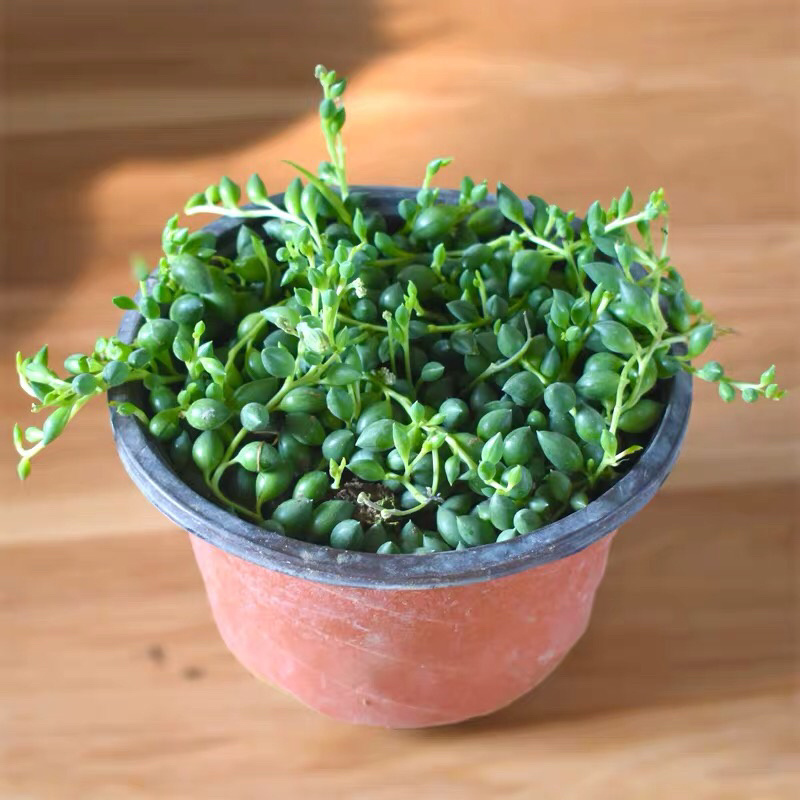 多肉植物佛珠吊兰情人泪珍珠吊兰盆栽花卉室内绿色多肉肉植物