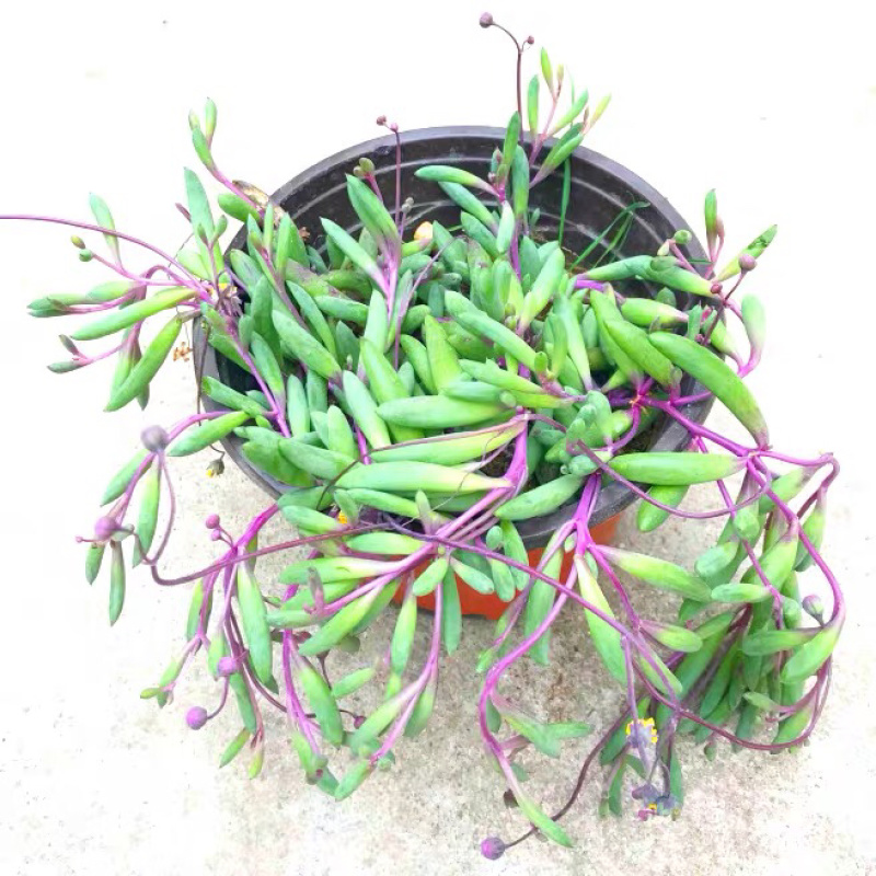 多肉植物佛珠吊兰情人泪珍珠吊兰盆栽花卉室内绿色多肉肉植物