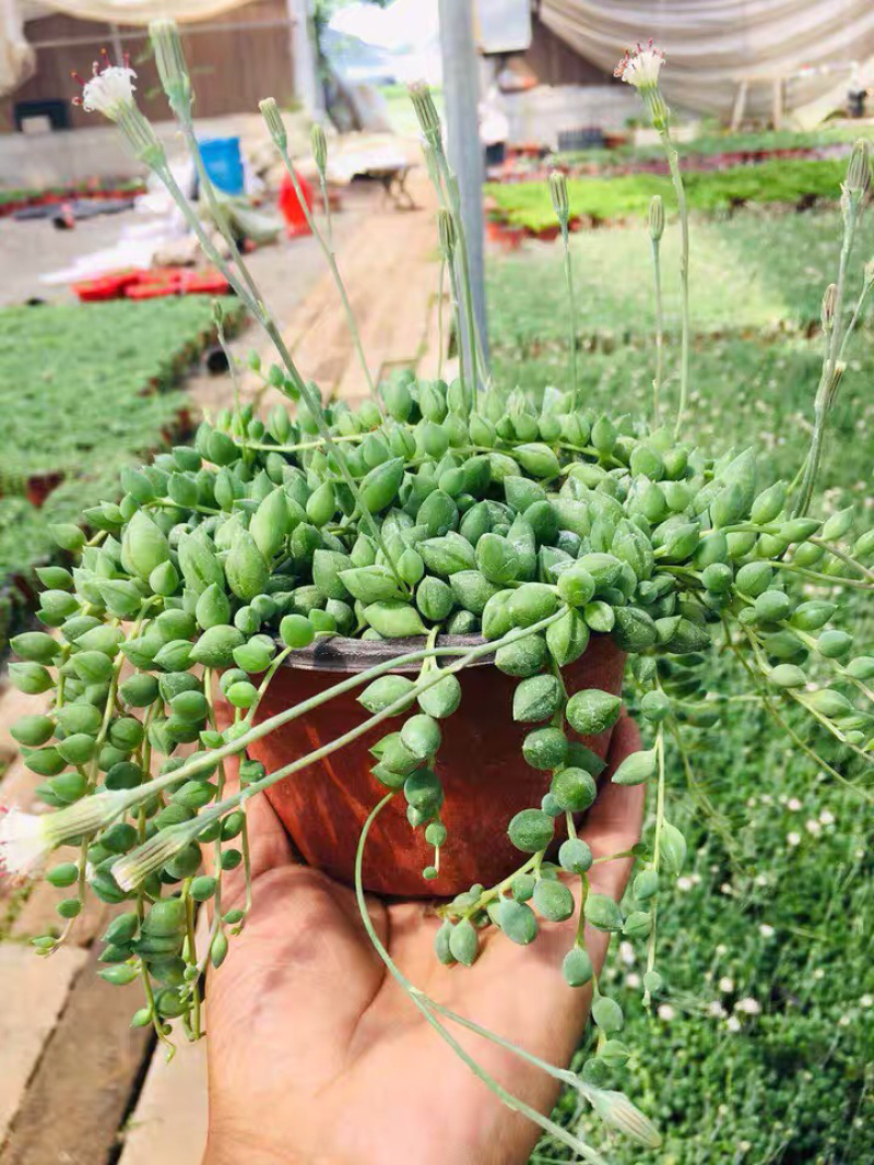 多肉植物佛珠吊兰情人泪珍珠吊兰盆栽花卉室内绿色多肉肉植物