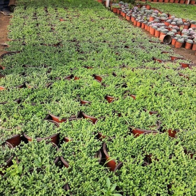 多肉植物佛珠吊兰情人泪珍珠吊兰盆栽花卉室内绿色多肉肉植物