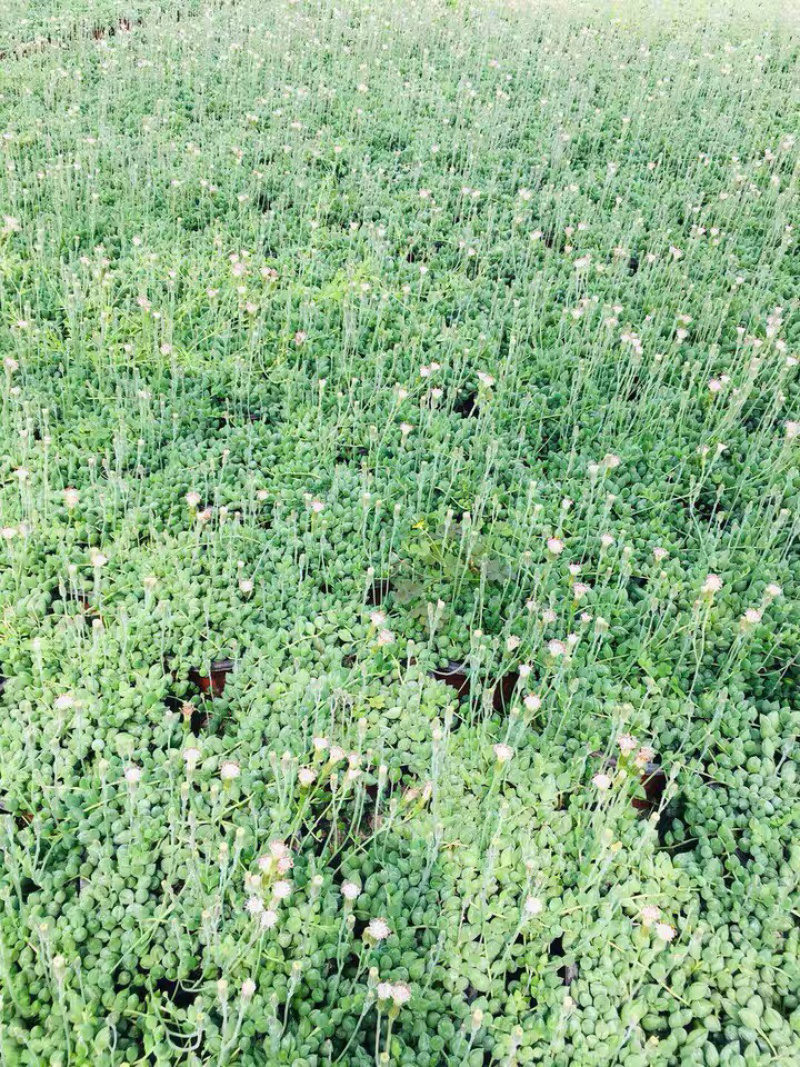 多肉植物佛珠吊兰情人泪珍珠吊兰盆栽花卉室内绿色多肉肉植物