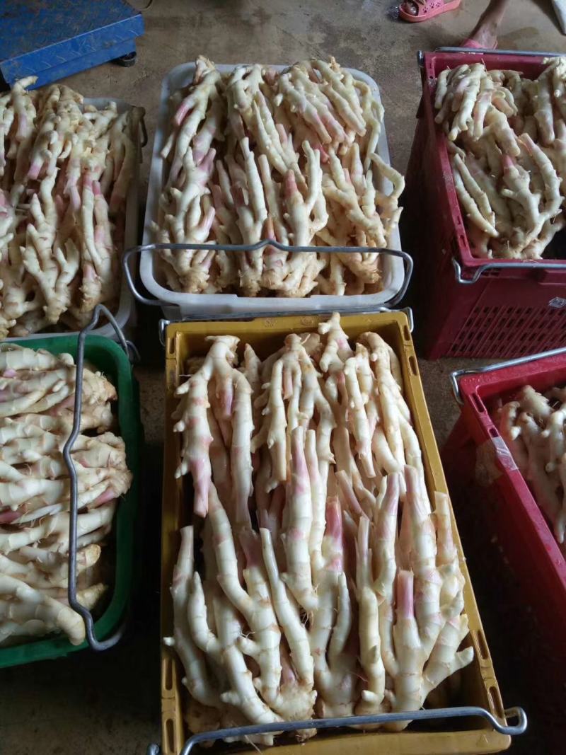 广西桂林市阳朔县，新鲜红芽仔姜，产地直接应该，质量保证