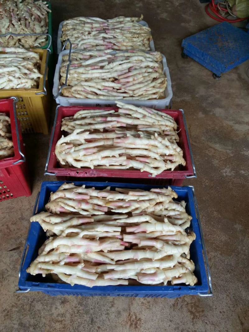 广西桂林市阳朔县，新鲜红芽仔姜，产地直接应该，质量保证
