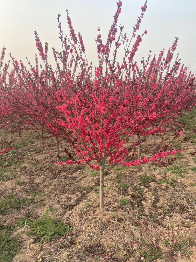 红叶碧桃8公分，现货供应，基地直销