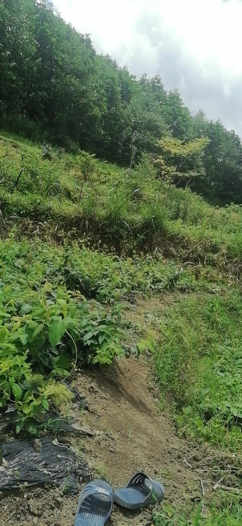 湘蕾金银（湖南金银花原产地）
