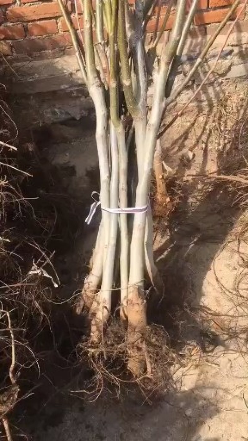 辽核1号核桃苗！纸皮核桃树苗！欢迎各位老板光临！