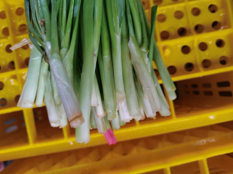 徐闻大叶韭菜头刀大量上市