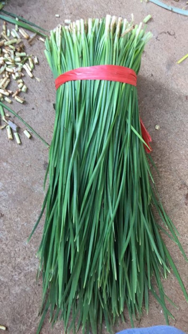 徐闻大叶韭菜头刀大量上市