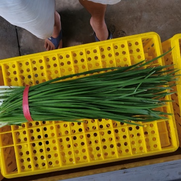徐闻大叶韭菜头刀大量上市