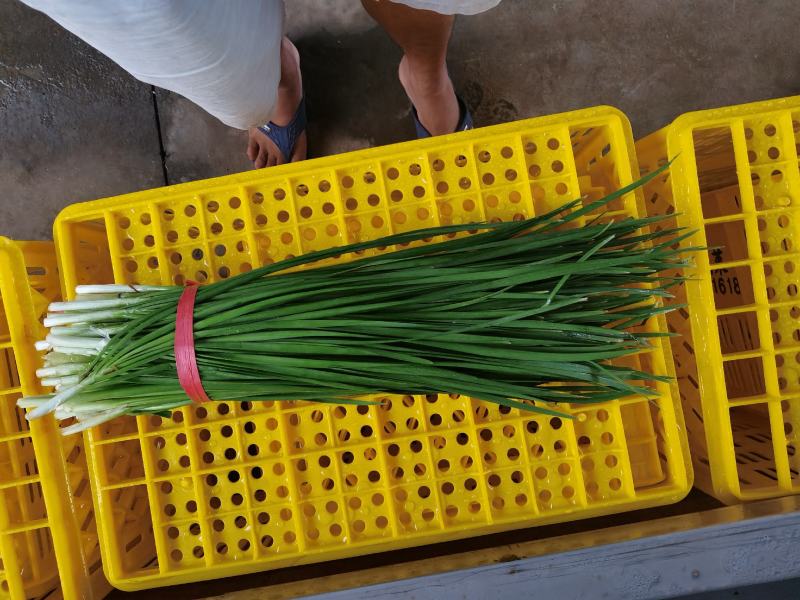 徐闻大叶韭菜头刀大量上市