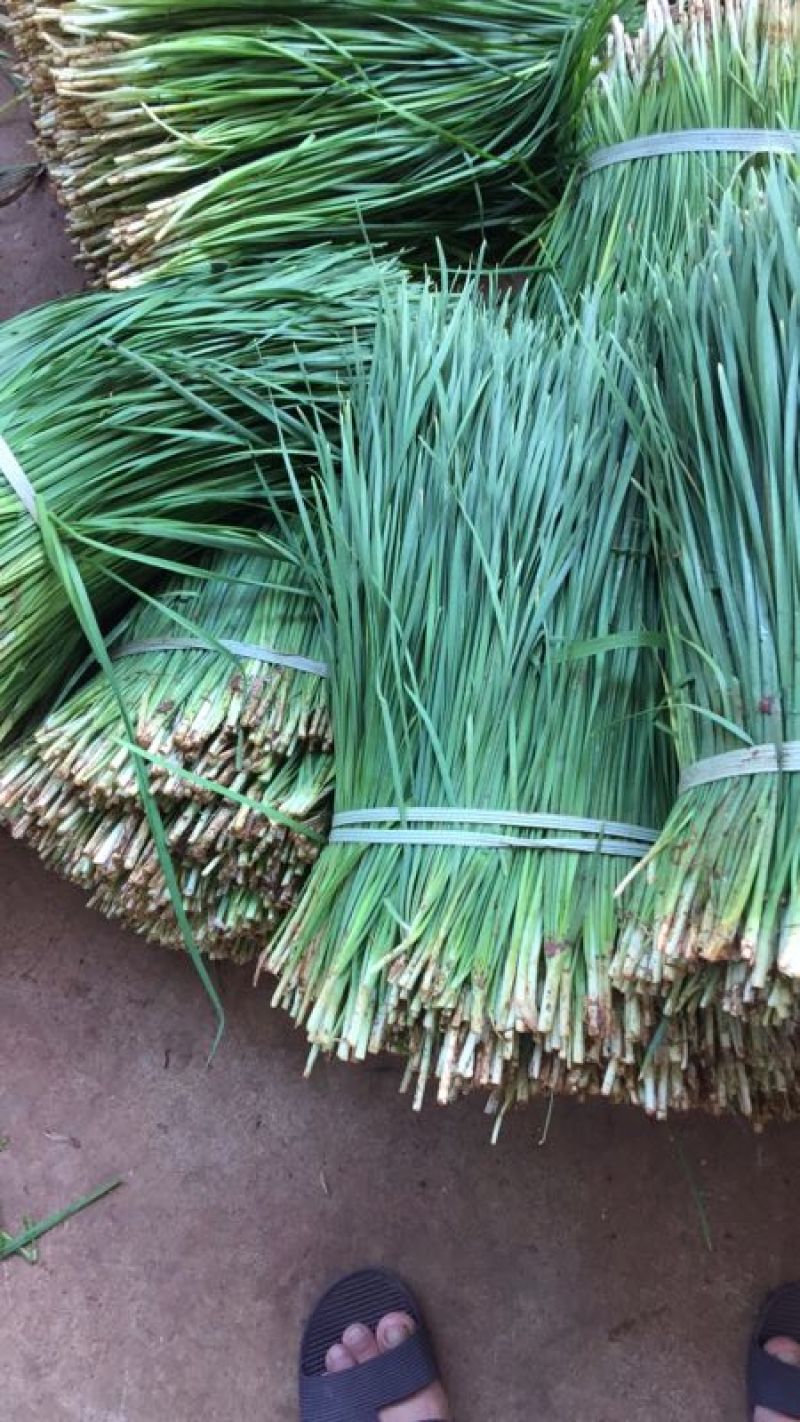 徐闻大叶韭菜头刀大量上市