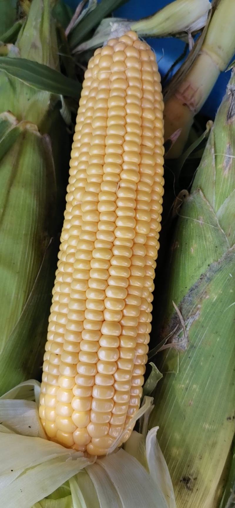 甜玉米903基地开始装货