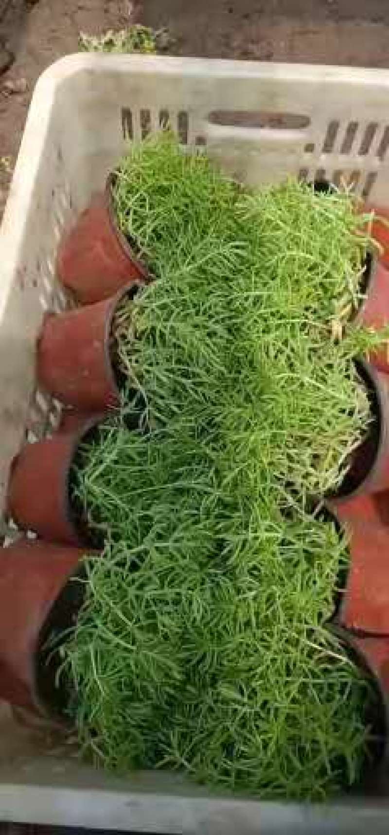精品金叶佛甲草，绿叶佛甲草，大量上市，规格全，基地直发！