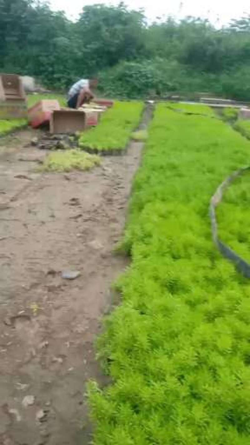 精品金叶佛甲草，绿叶佛甲草，大量上市，规格全，基地直发！
