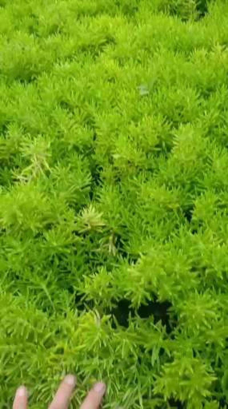 精品金叶佛甲草，绿叶佛甲草，大量上市，规格全，基地直发！