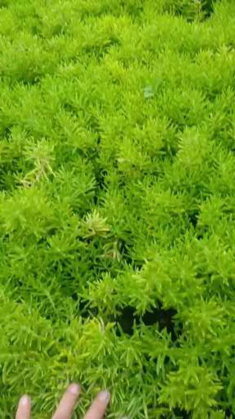 精品金叶佛甲草，绿叶佛甲草，大量上市，规格全，基地直发！