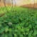 绣球花，无尽夏，地被小袋苗，室外种植，可调蓝