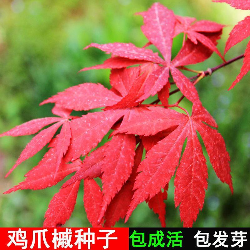 新采新种籽鸡爪槭种子鸡爪枫种子小叶鸡爪槭种子林木