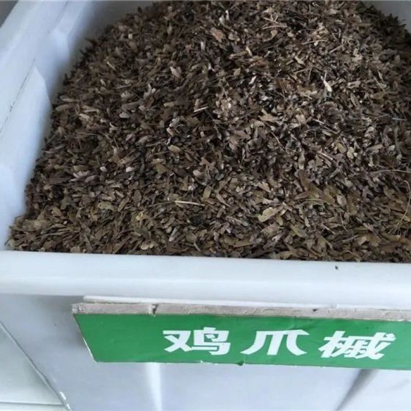 新采新种籽鸡爪槭种子鸡爪枫种子小叶鸡爪槭种子林木