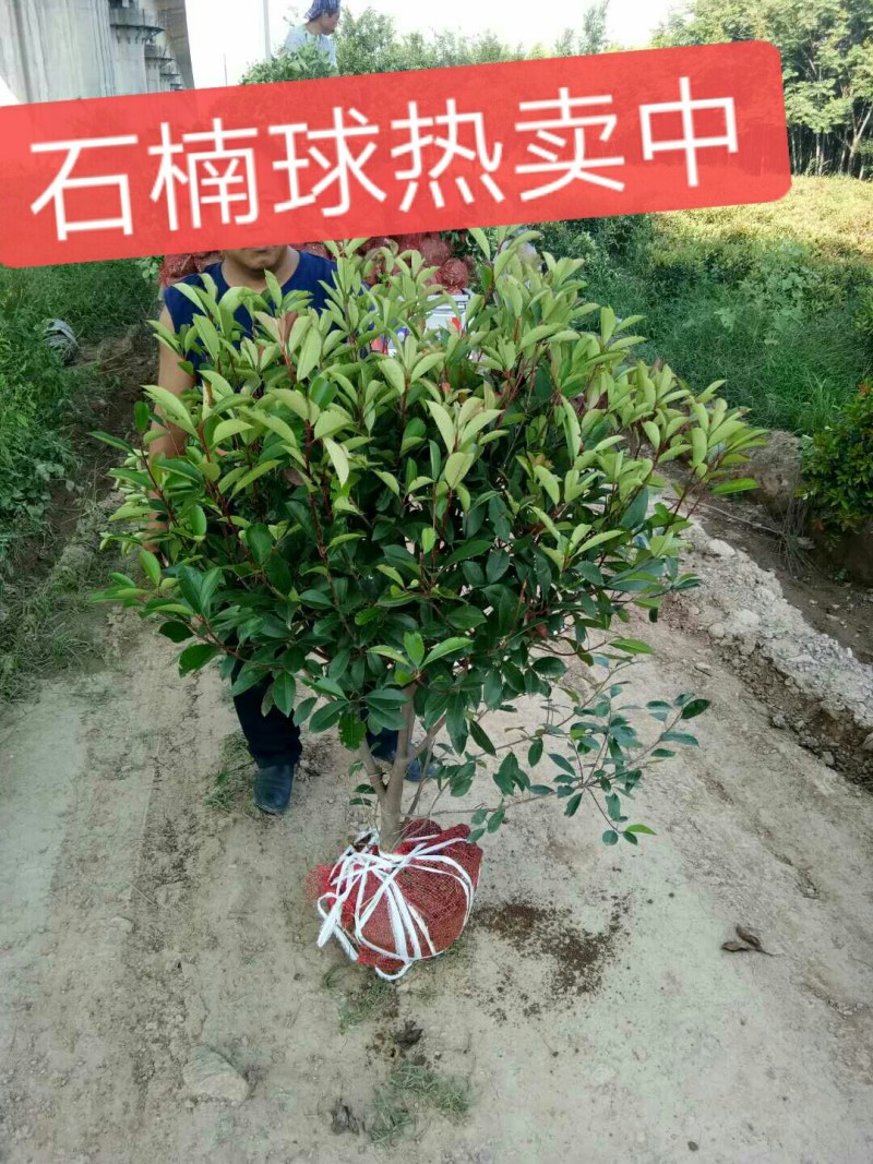 红叶石楠球，树形，石楠球，80公分球