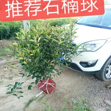 红叶石楠球，树形，石楠球，80公分球
