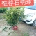 红叶石楠球，树形，石楠球，80公分球
