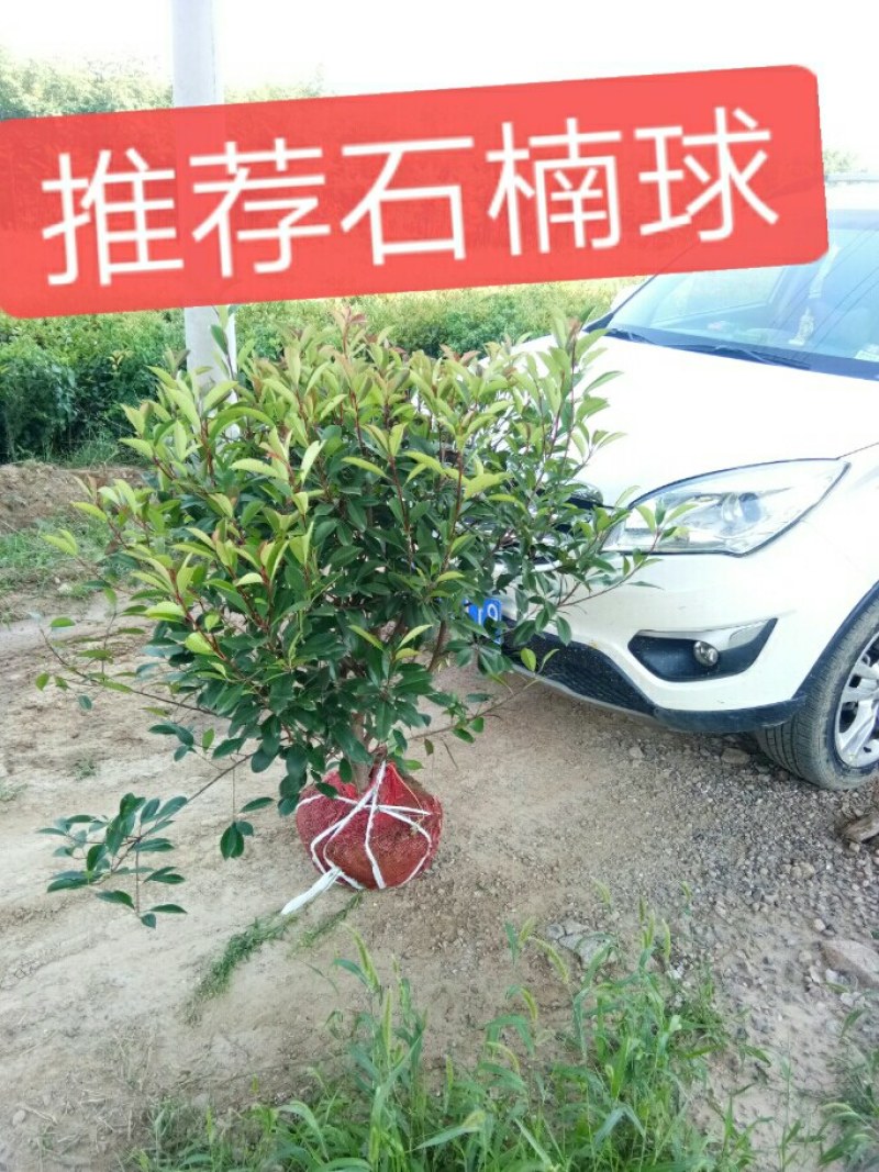 红叶石楠球，树形，石楠球，80公分球