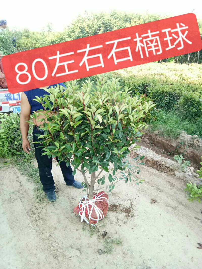 红叶石楠球，树形，石楠球，80公分球