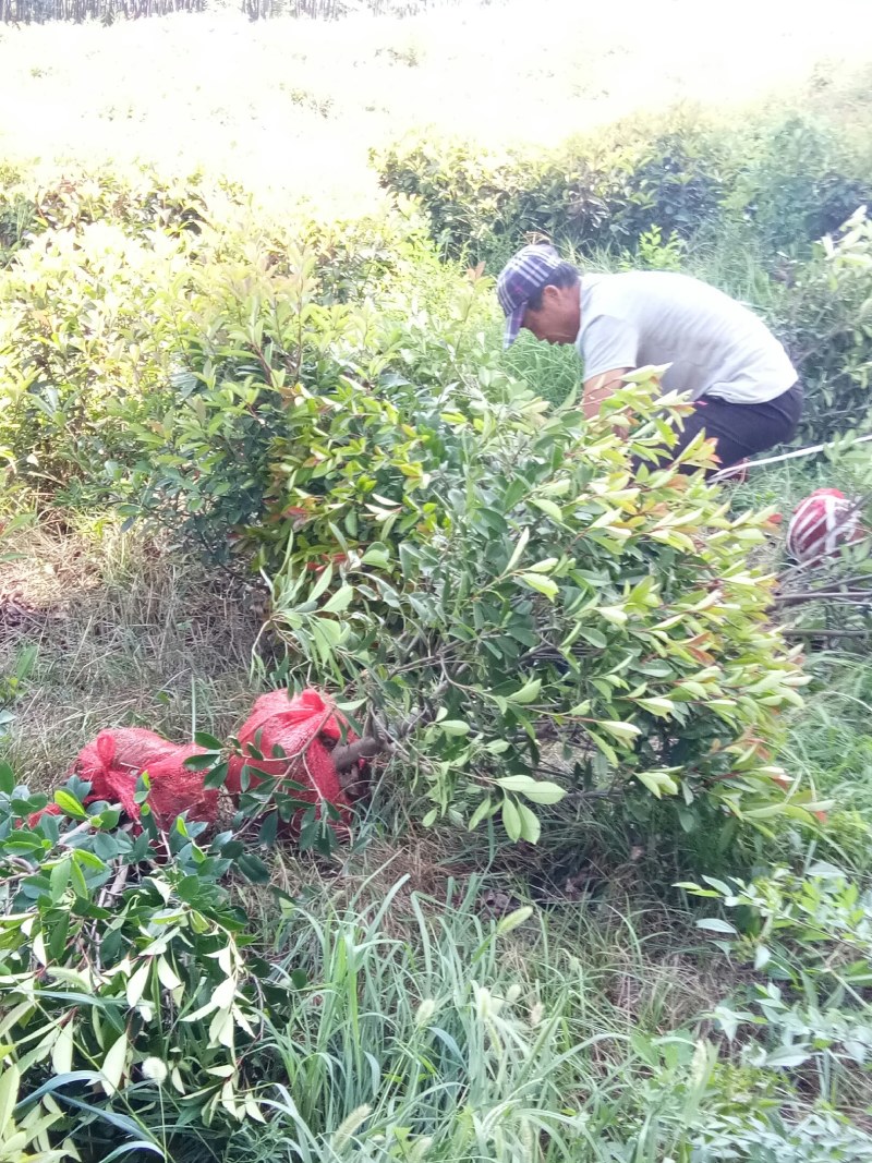 红叶石楠球，树形，石楠球，80公分球