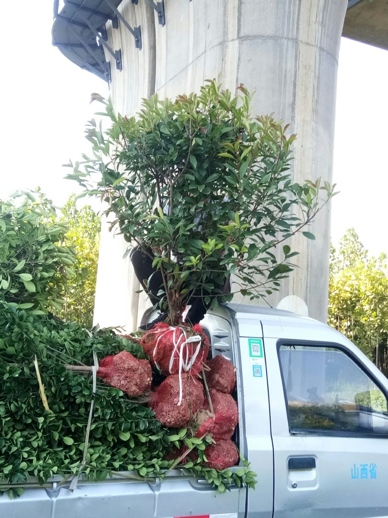 红叶石楠球，树形，石楠球，80公分球