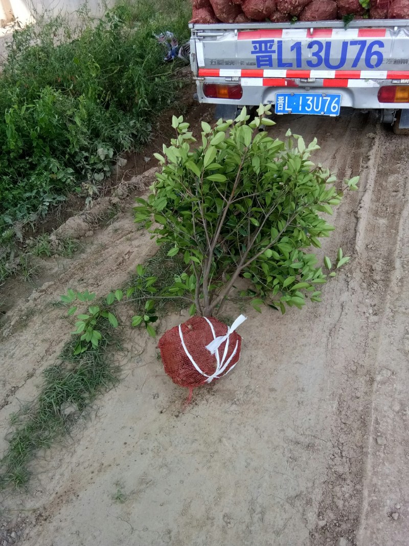 红叶石楠球，树形，石楠球，80公分球