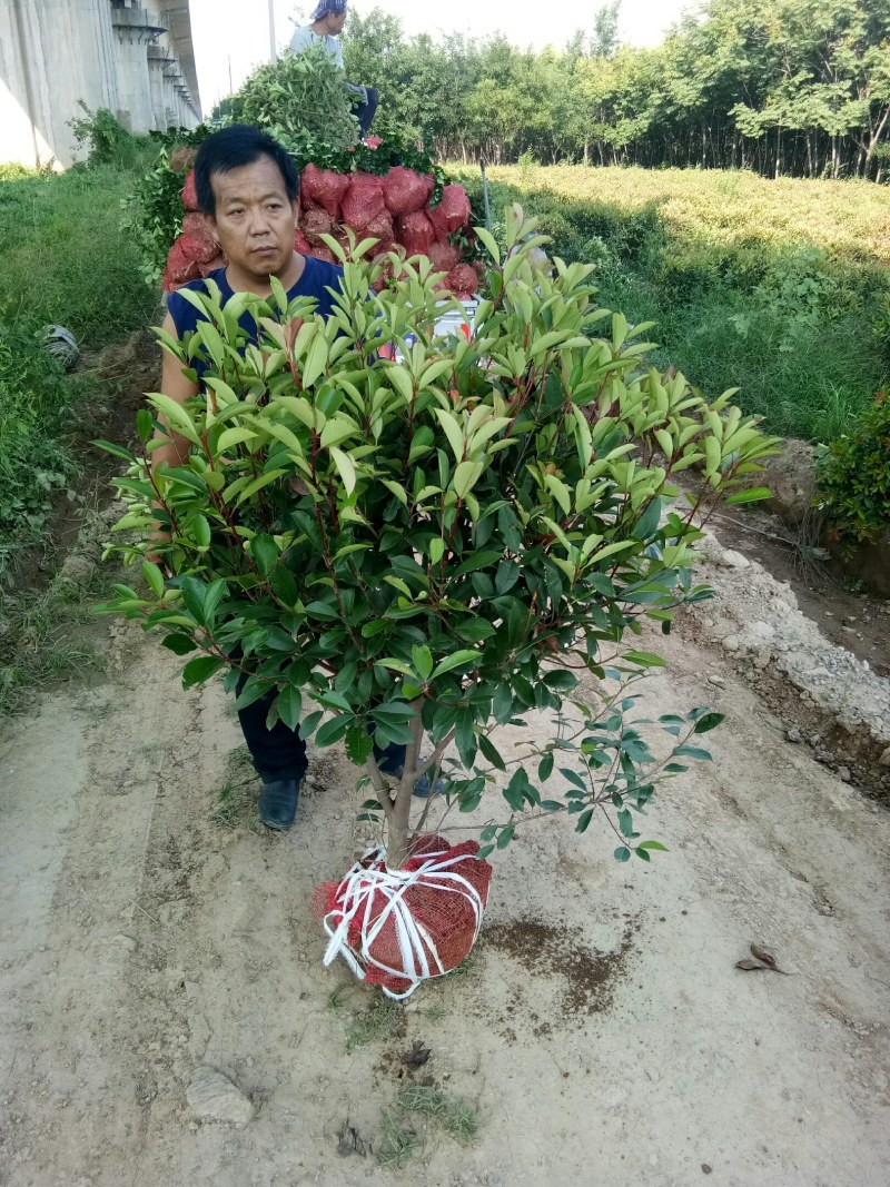 红叶石楠球，树形，石楠球，80公分球