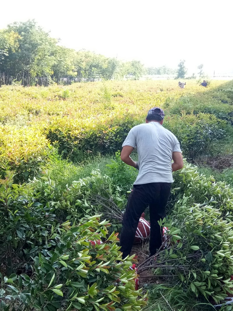 红叶石楠球，树形，石楠球，80公分球