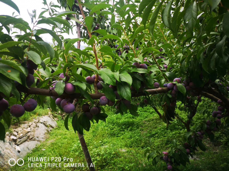 阿坝州茂县红翠李大量上市了