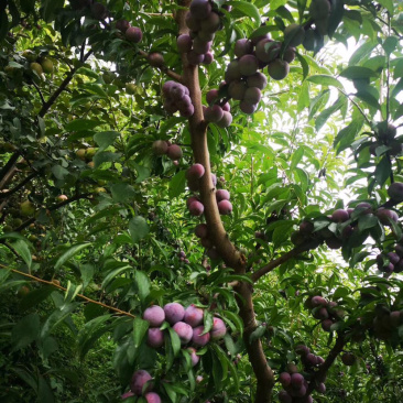 阿坝州茂县红翠李大量上市了