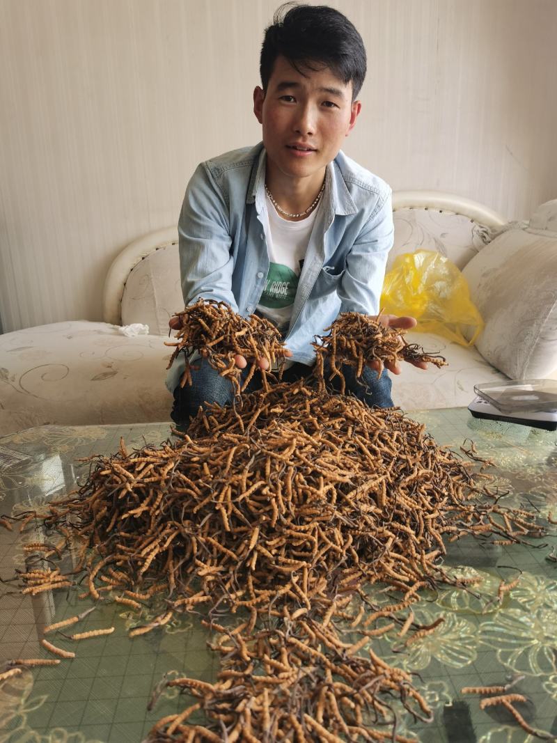 青海西藏冬虫夏草，青海虫草整根无断草精选假一赔万货源可靠