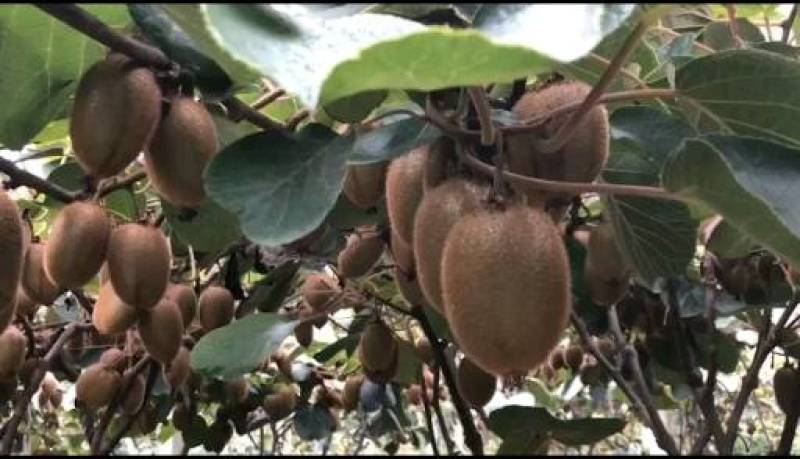陕西徐香绿心猕猴桃奇异果当季新鲜水果批发