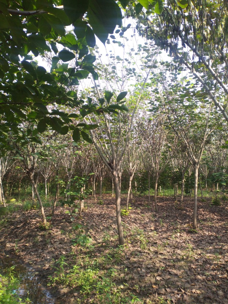 【荐】紫荆独杆巨紫荆丛生紫荆基地大量供应精品庭院点缀紫荆
