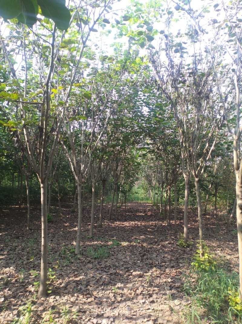 【荐】紫荆独杆巨紫荆丛生紫荆基地大量供应精品庭院点缀紫荆