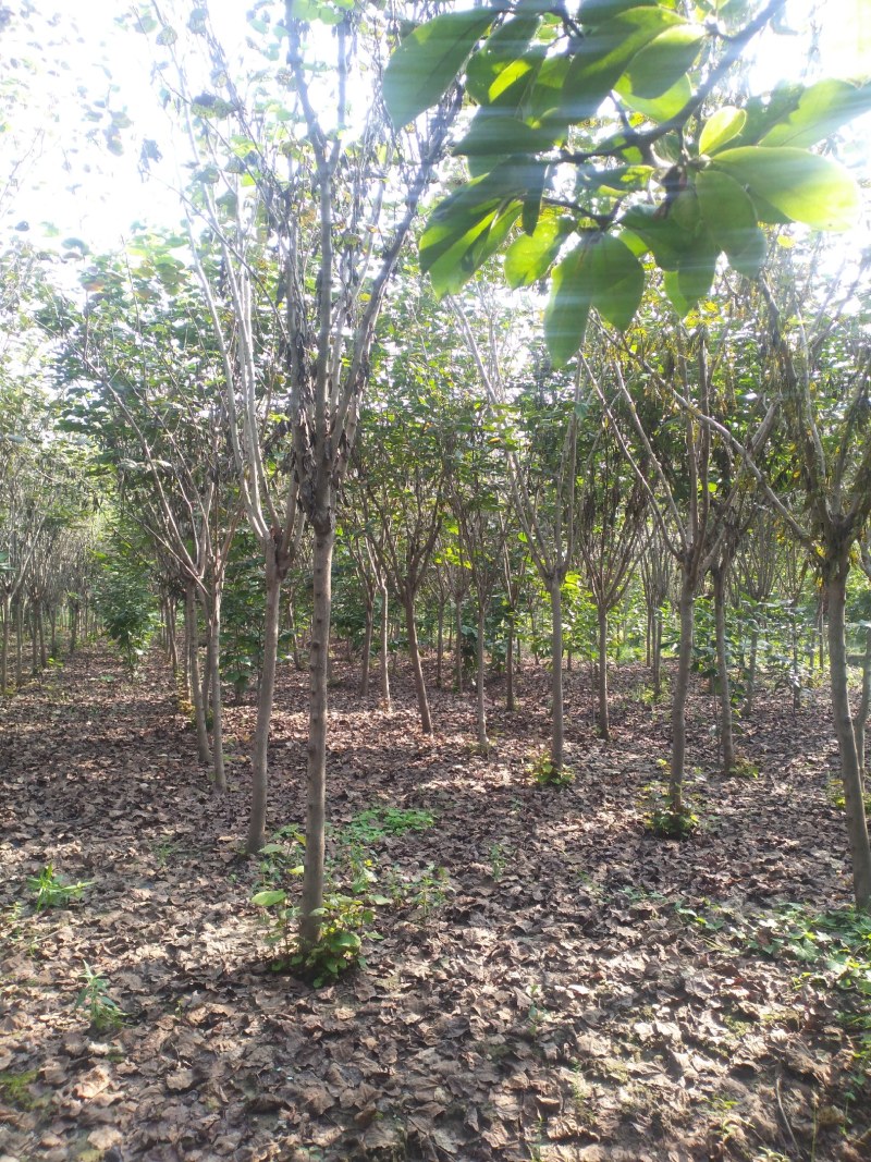 【荐】紫荆独杆巨紫荆丛生紫荆基地大量供应精品庭院点缀紫荆