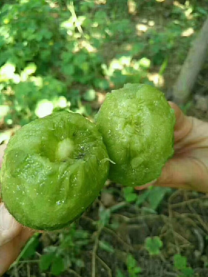 秦美徐香亚特海沃德秦美翠香华优西选一号金福，对接各大客商