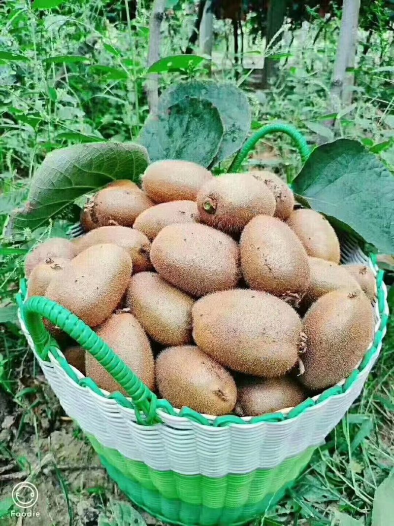 秦美徐香亚特海沃德秦美翠香华优西选一号金福，对接各大客商