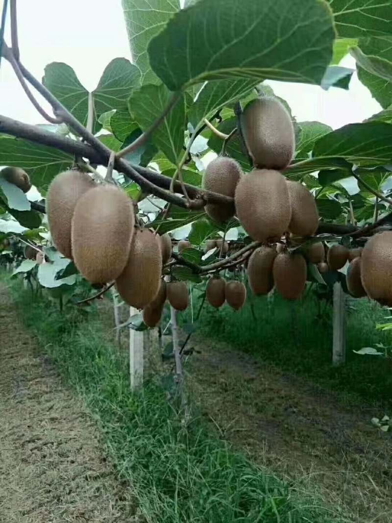 秦美徐香亚特海沃德秦美翠香华优西选一号金福，对接各大客商