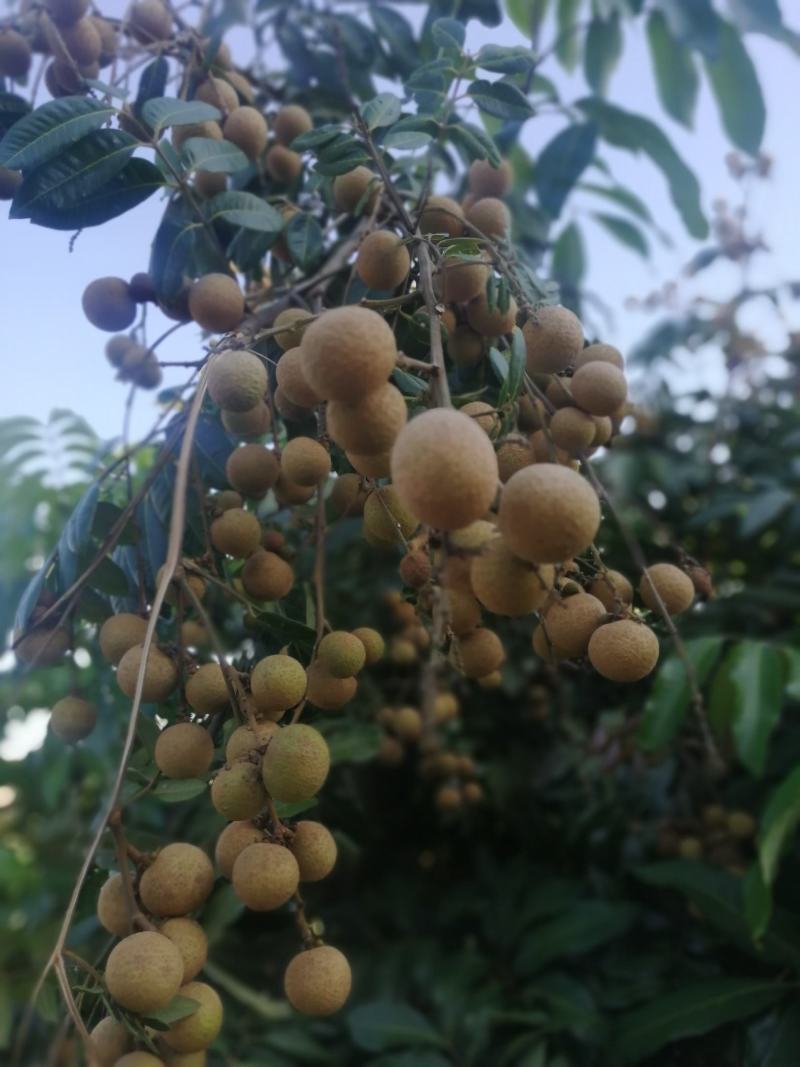 龙眼，蜀冠、石硖、生鲜、深加工！