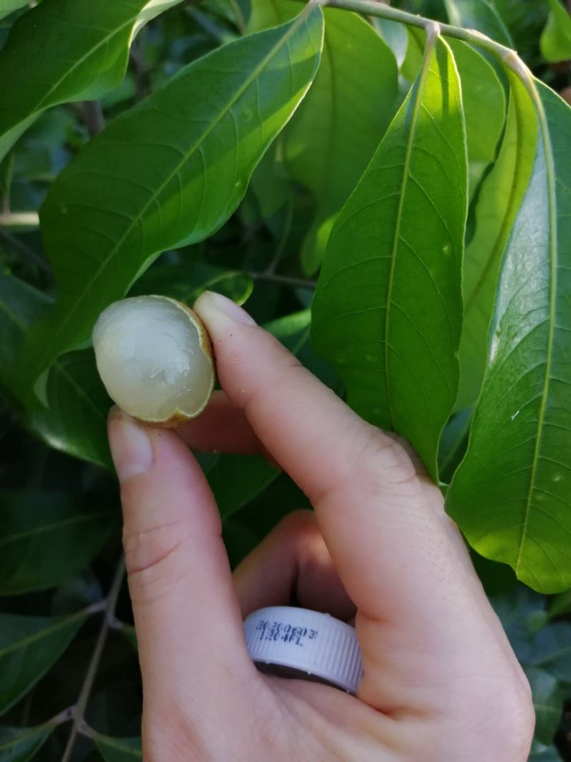 龙眼，蜀冠、石硖、生鲜、深加工！